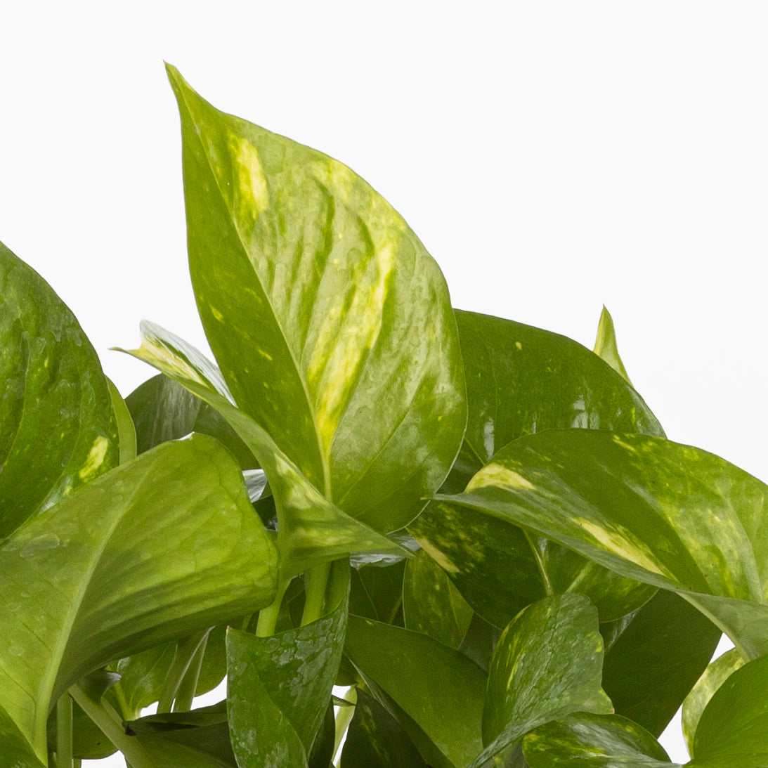 GOLDEN POTHOS - plantophobia