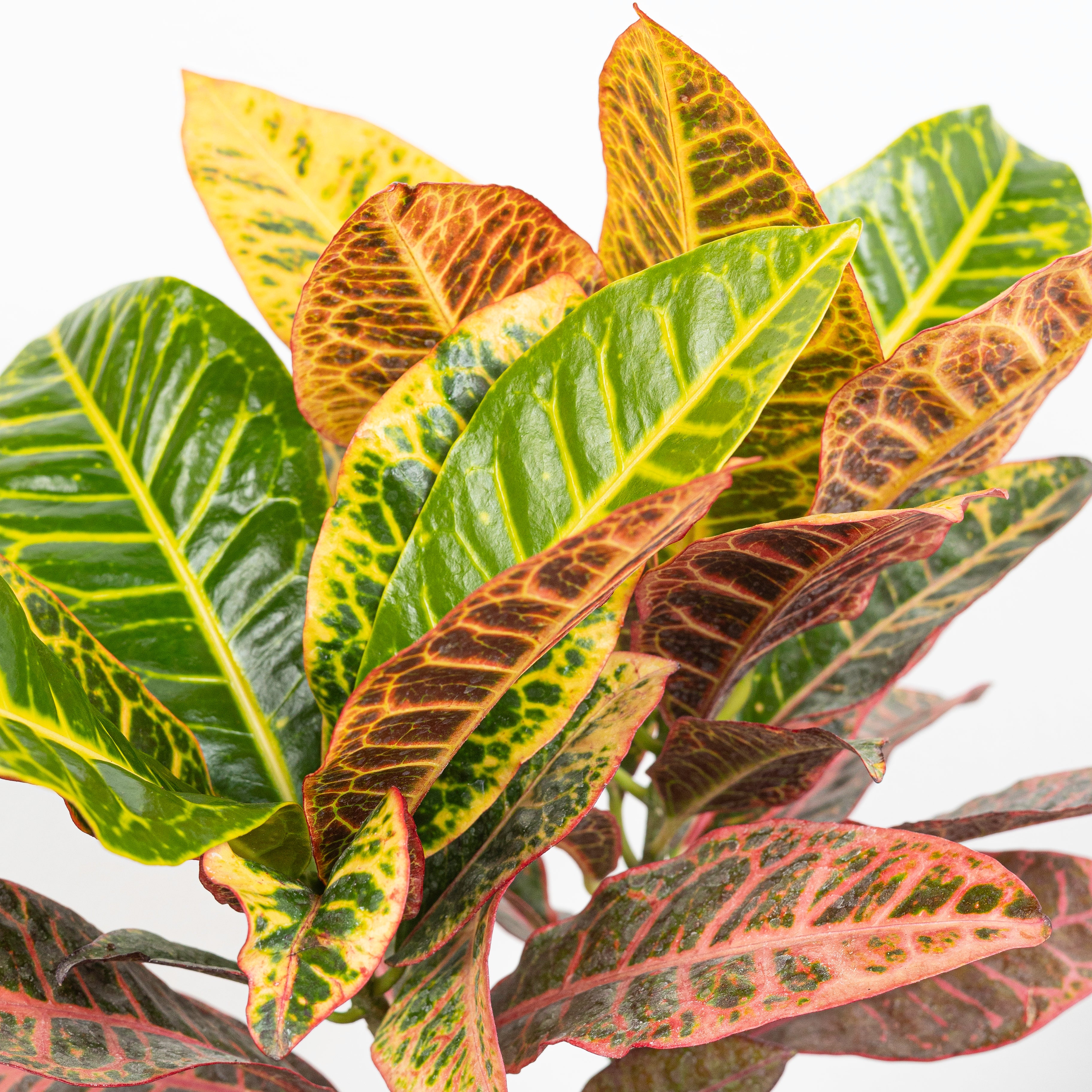 CROTON PETRA - plantophobia