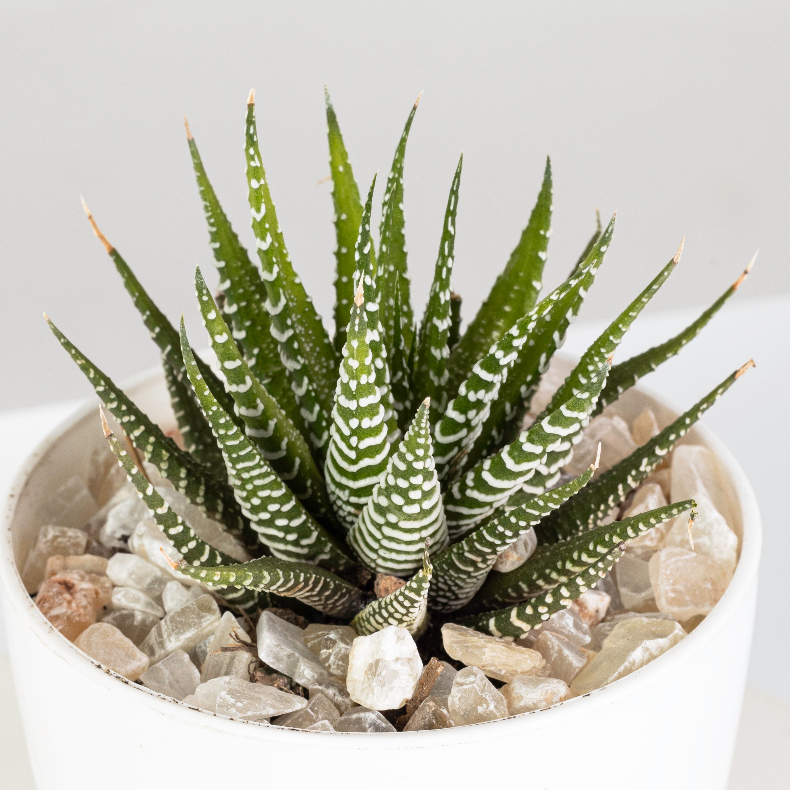 HAWORTHIA ATTENUATE - plantophobia