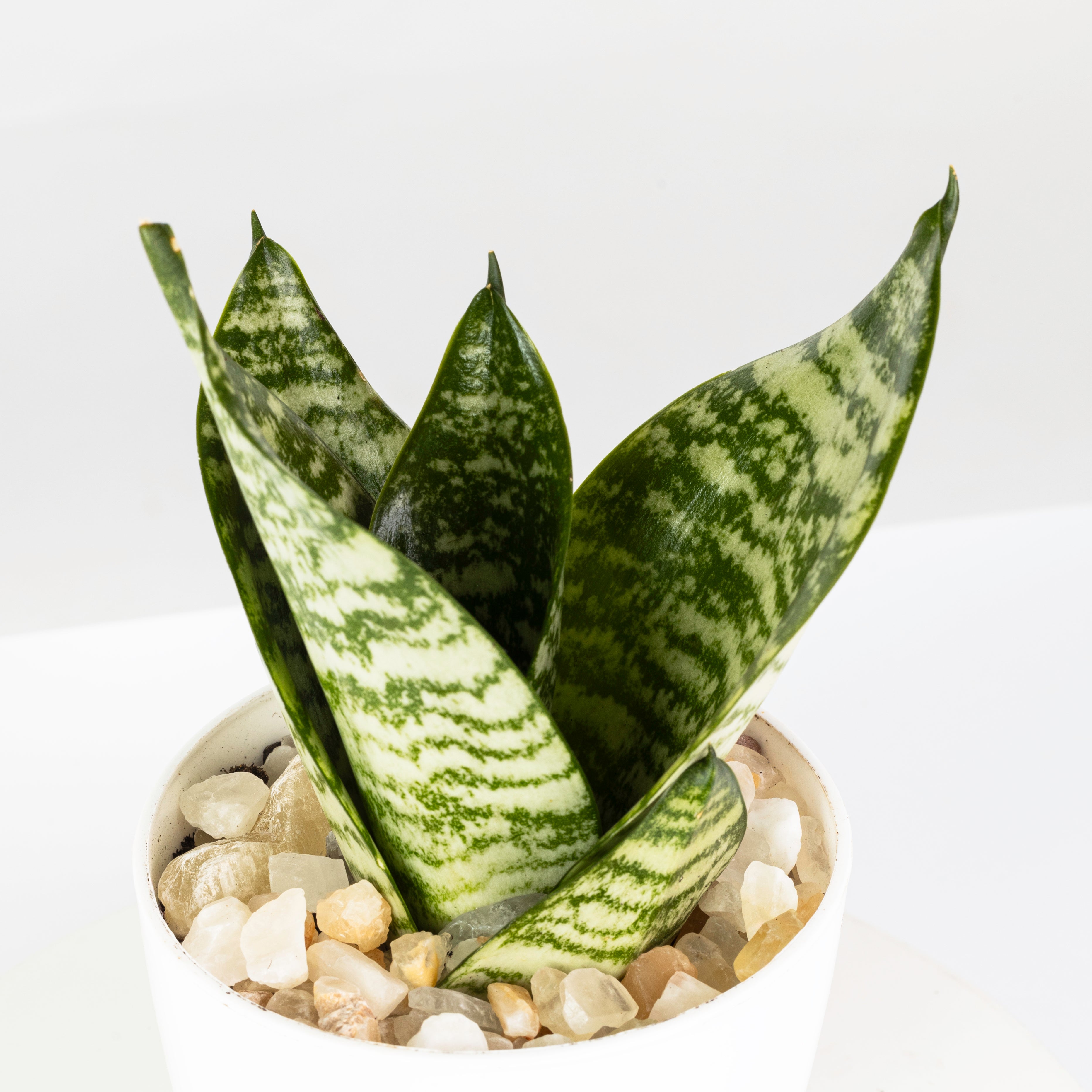 Sansevieria - plantophobia