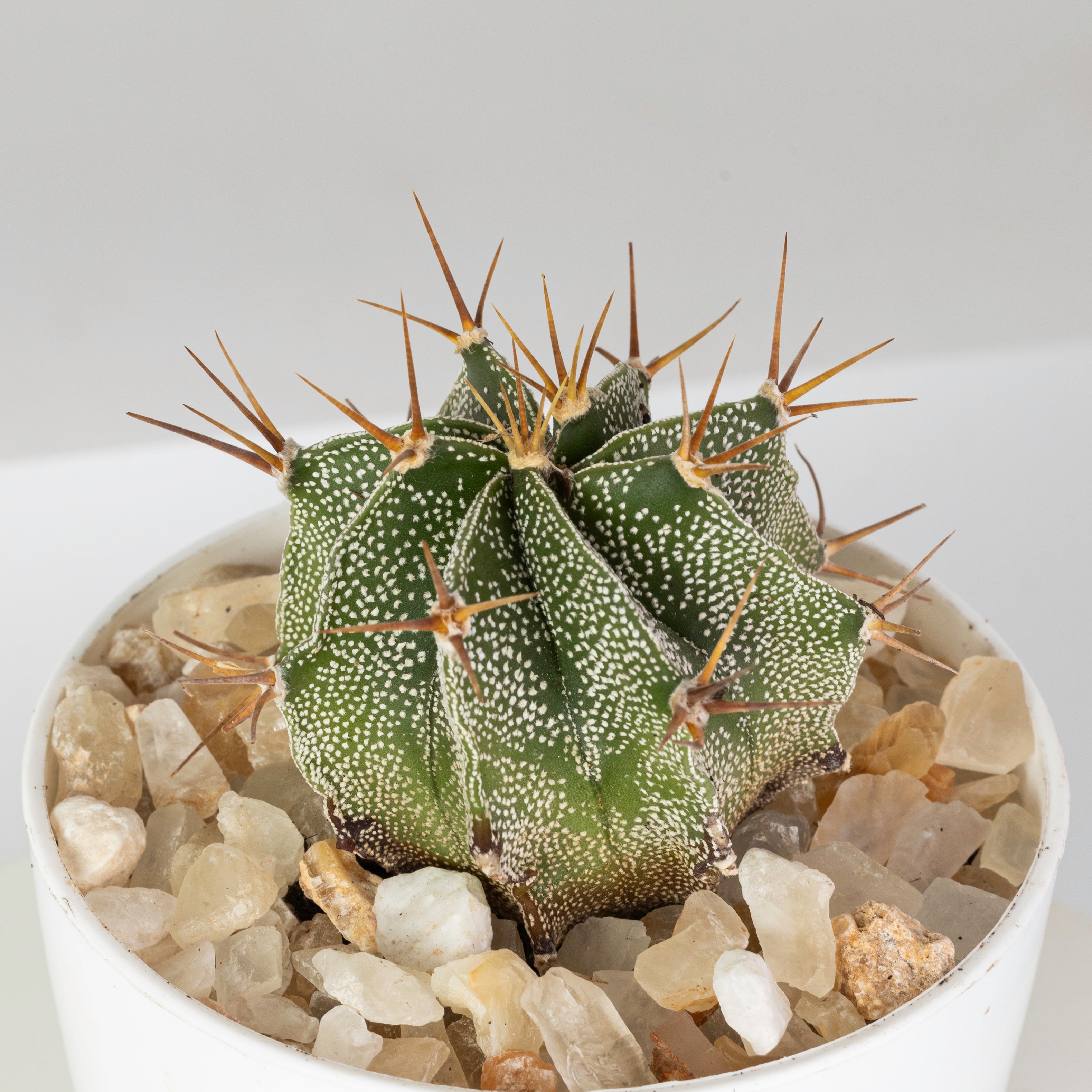 Bishop’s Cap Cactus - plantophobia