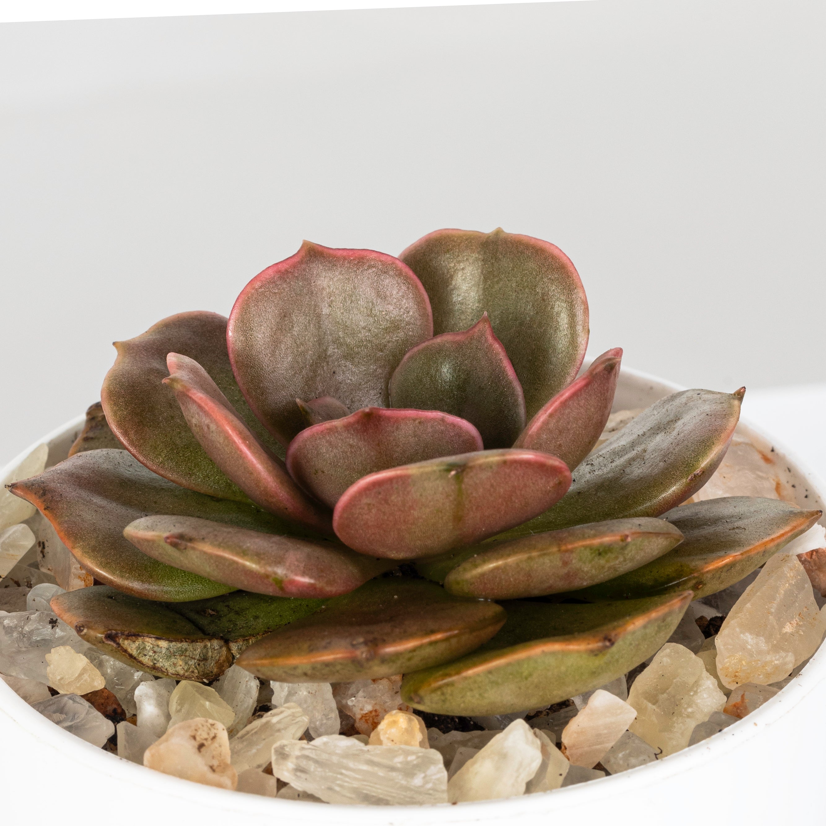 Echeveria succulents - plantophobia