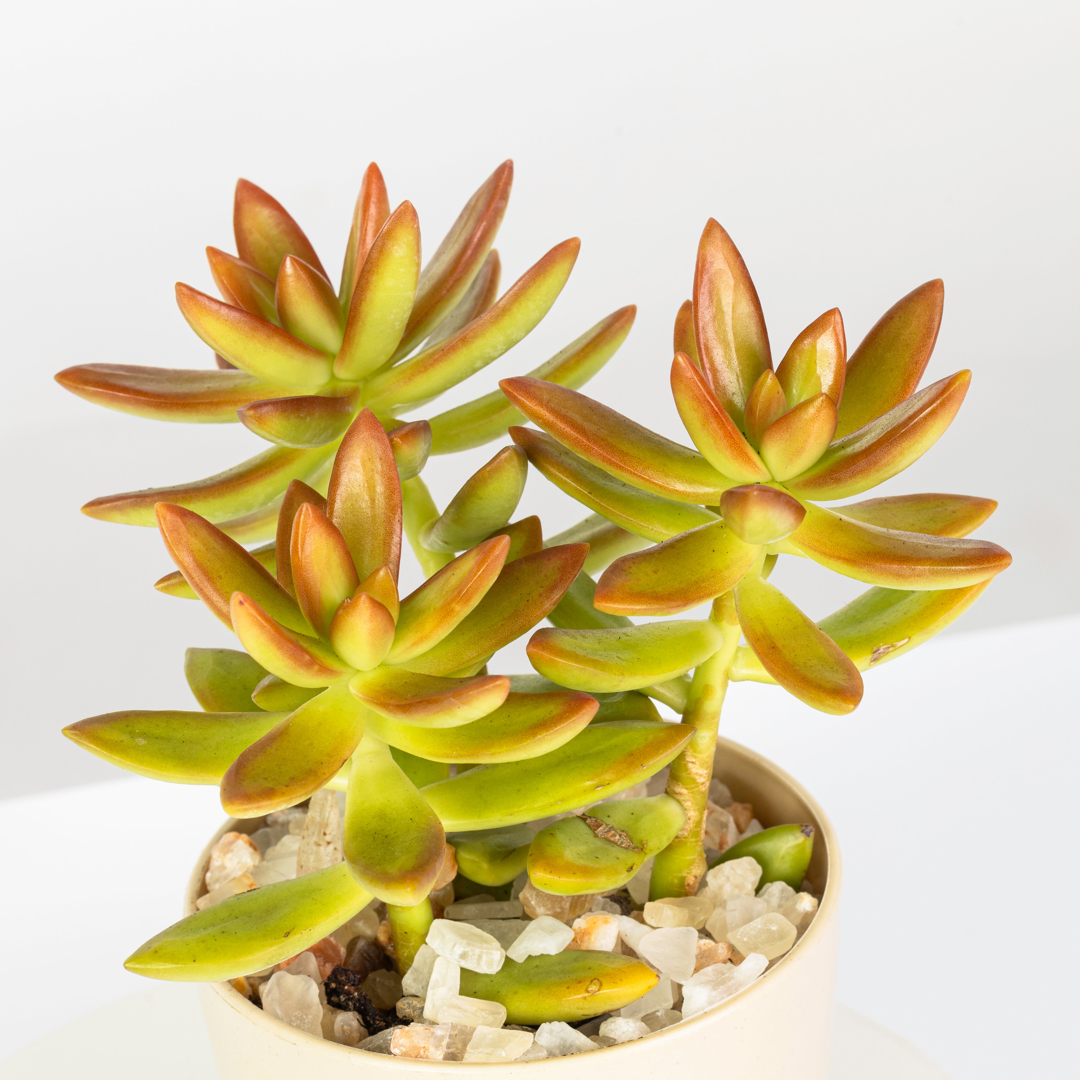 Crassula ovata - plantophobia