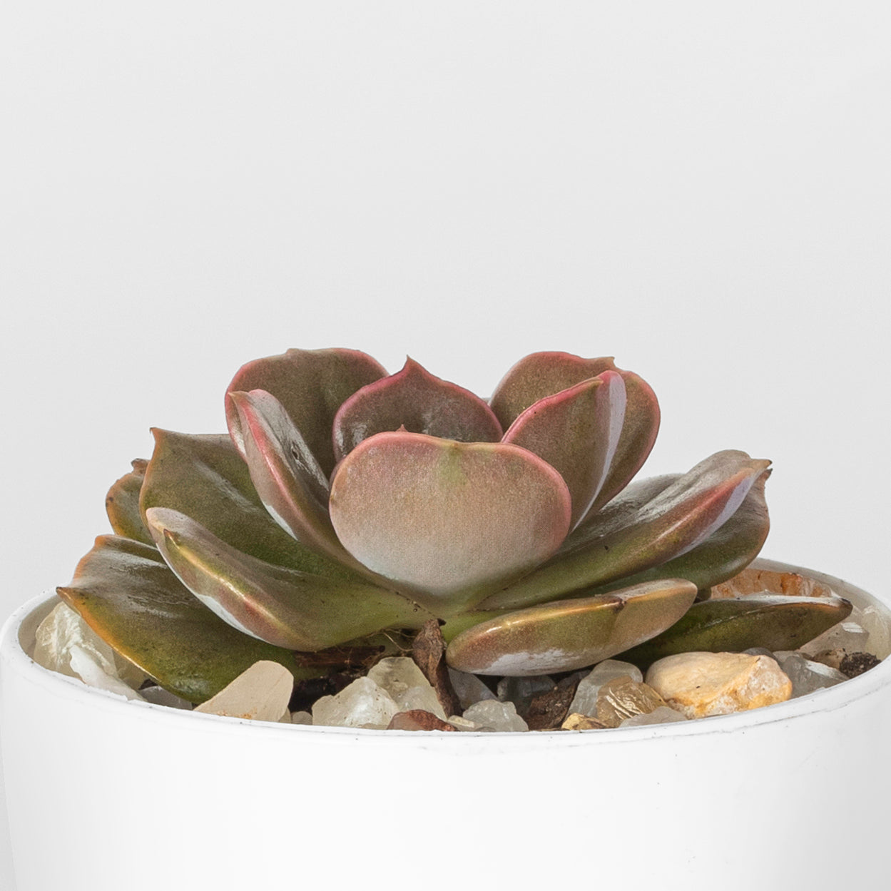 Graptoveria Debbi - plantophobia