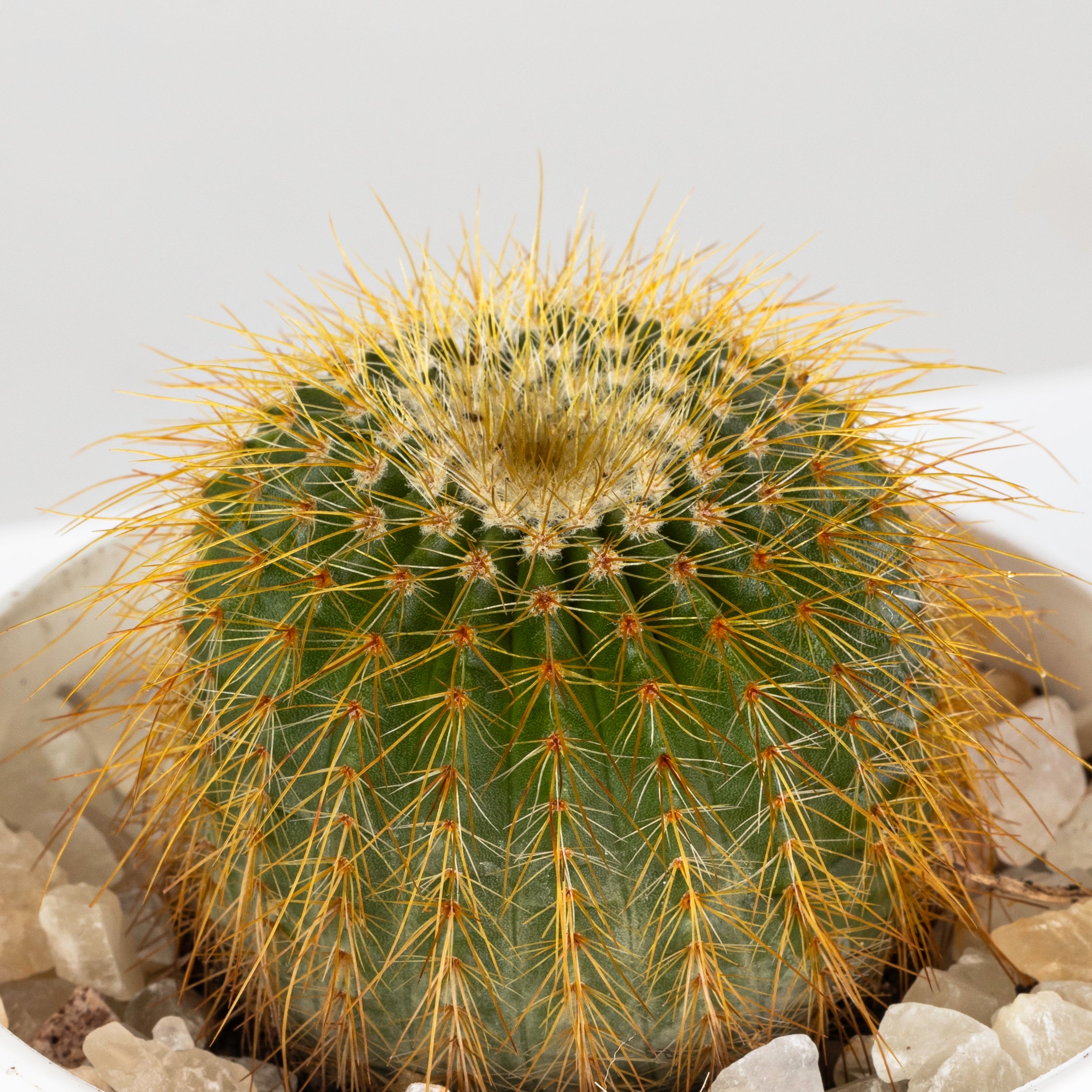 Parodia leninghausii - plantophobia