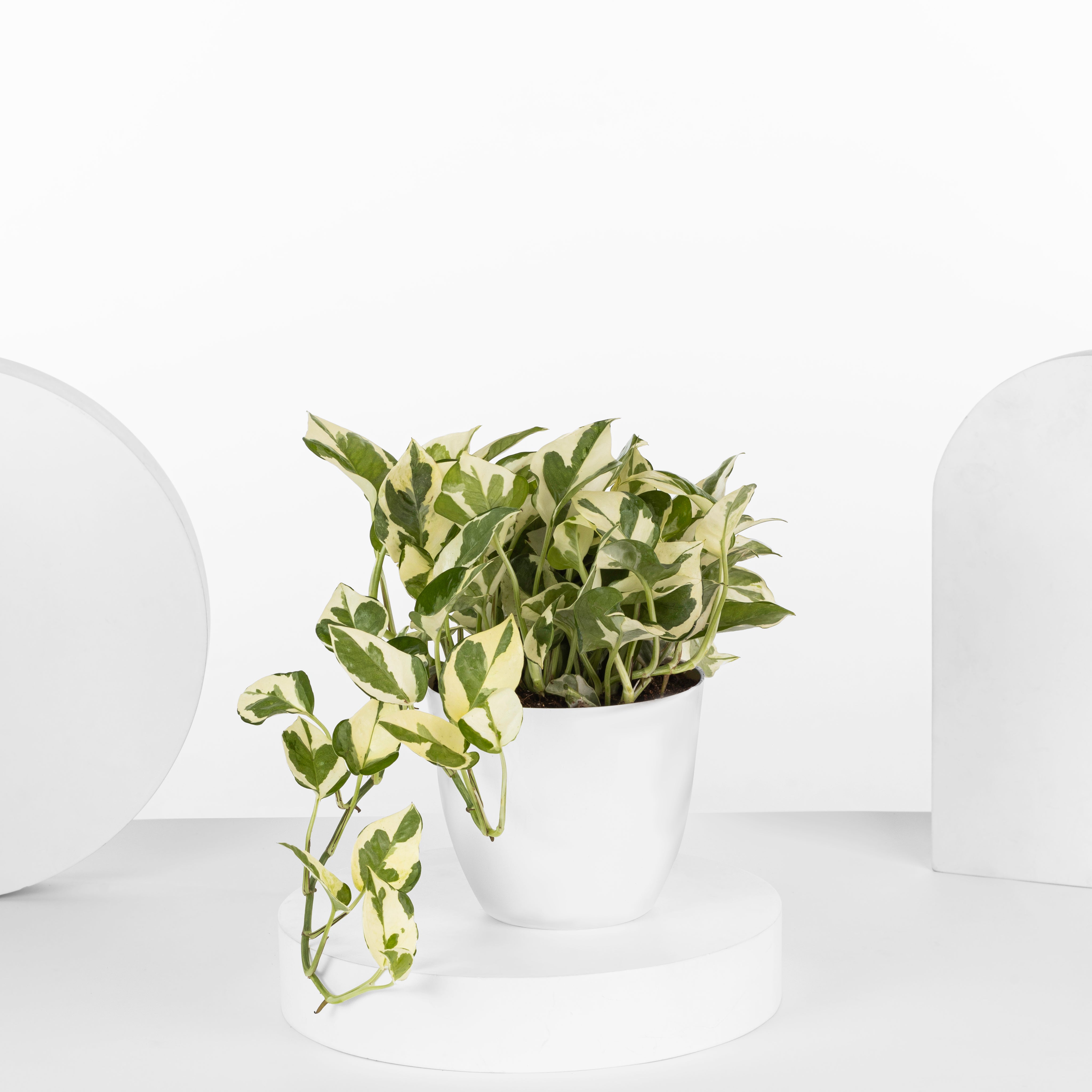 WHITE POTHOS - plantophobia