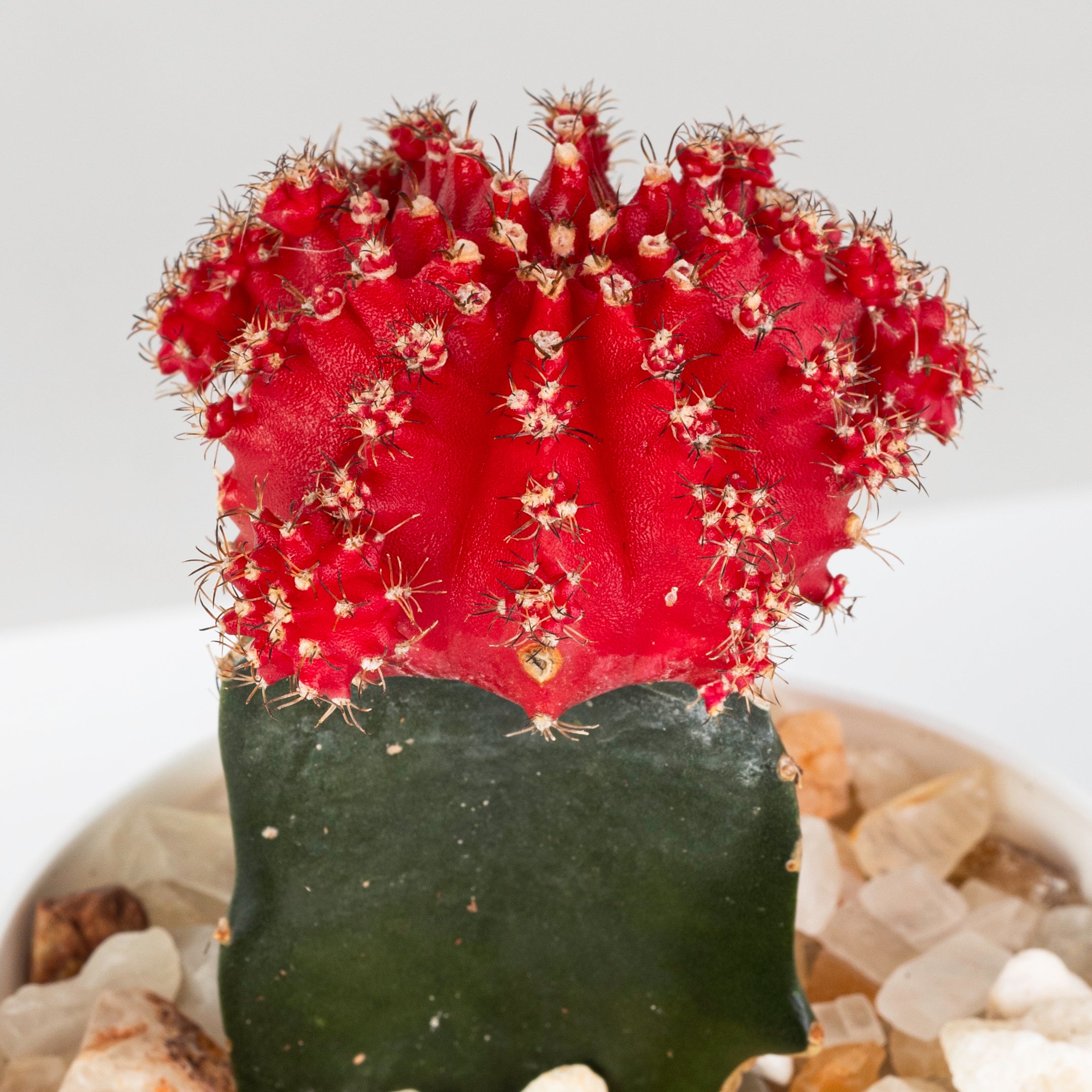 Grafted Red Cactus - plantophobia