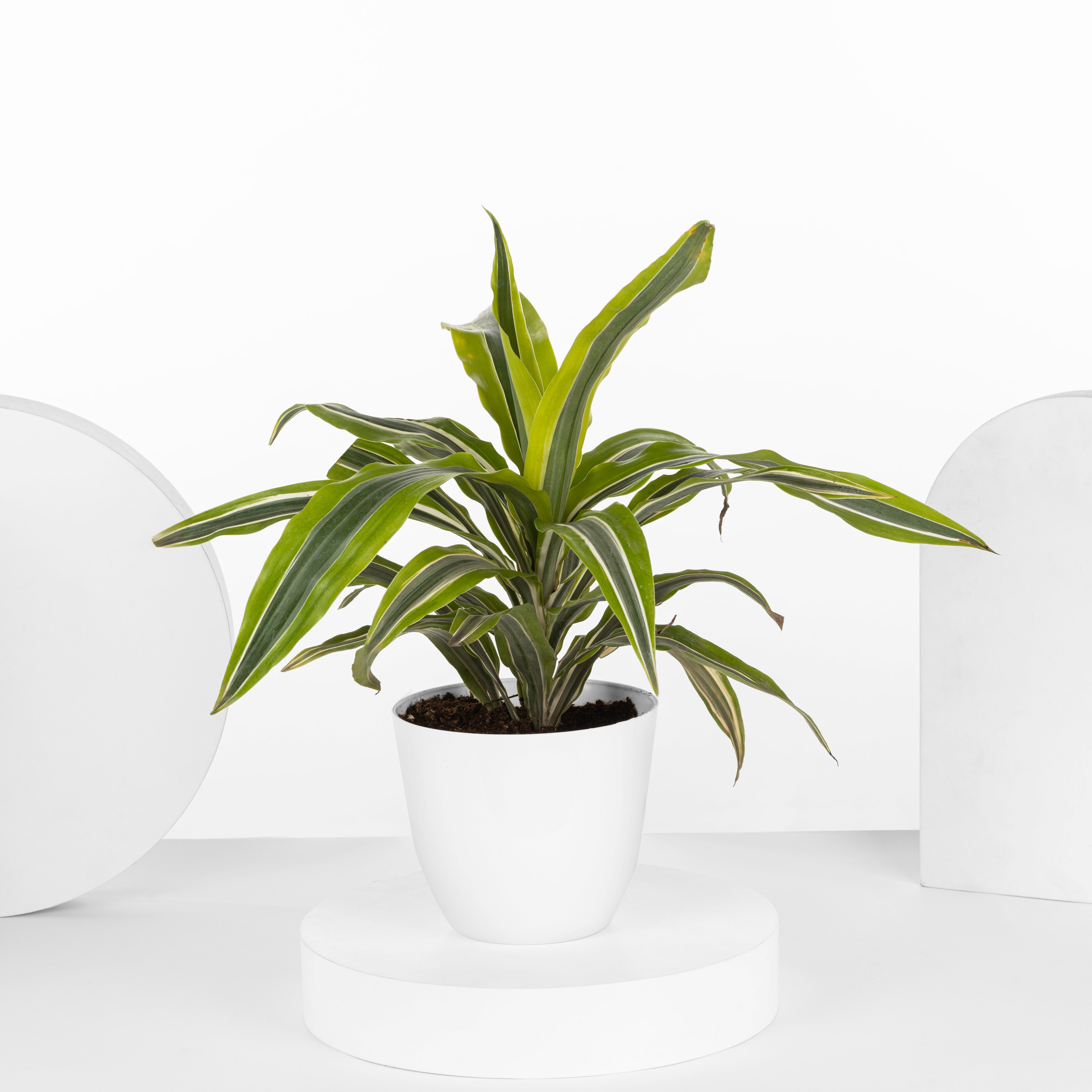 DRACENA LEMON