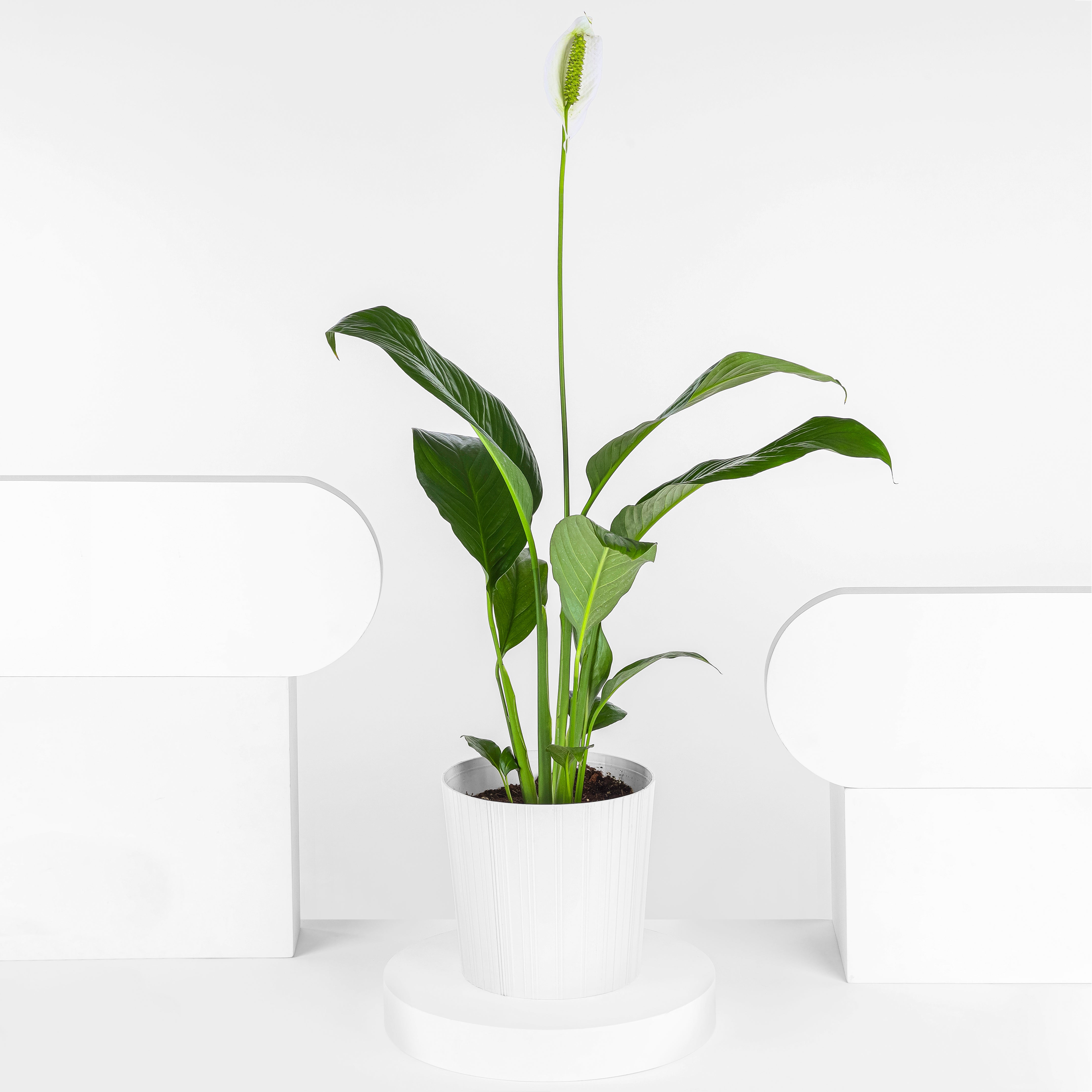 PEACE LILY - plantophobia