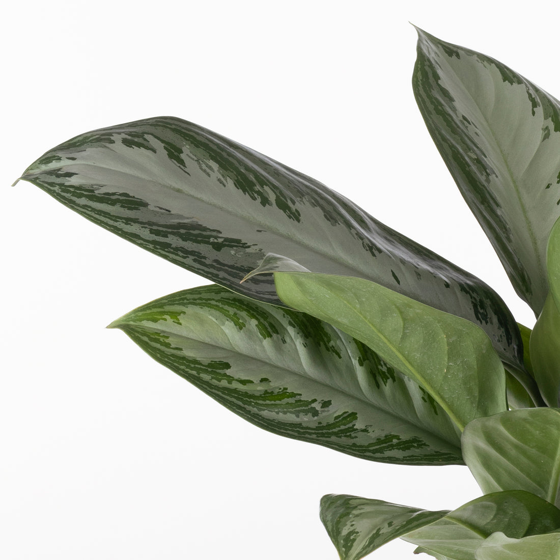 AGLONEMA SILVER - plantophobia