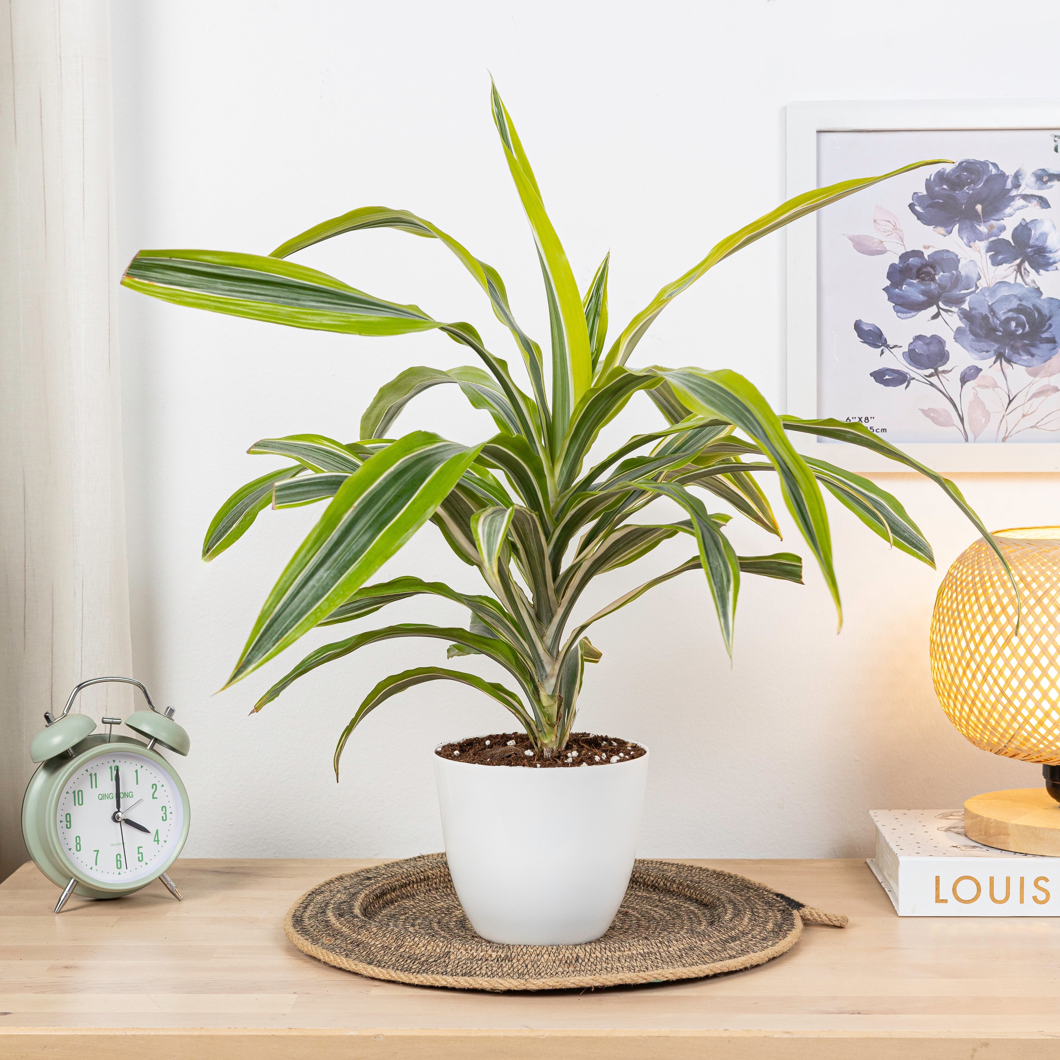 DRACENA LEMON - plantophobia