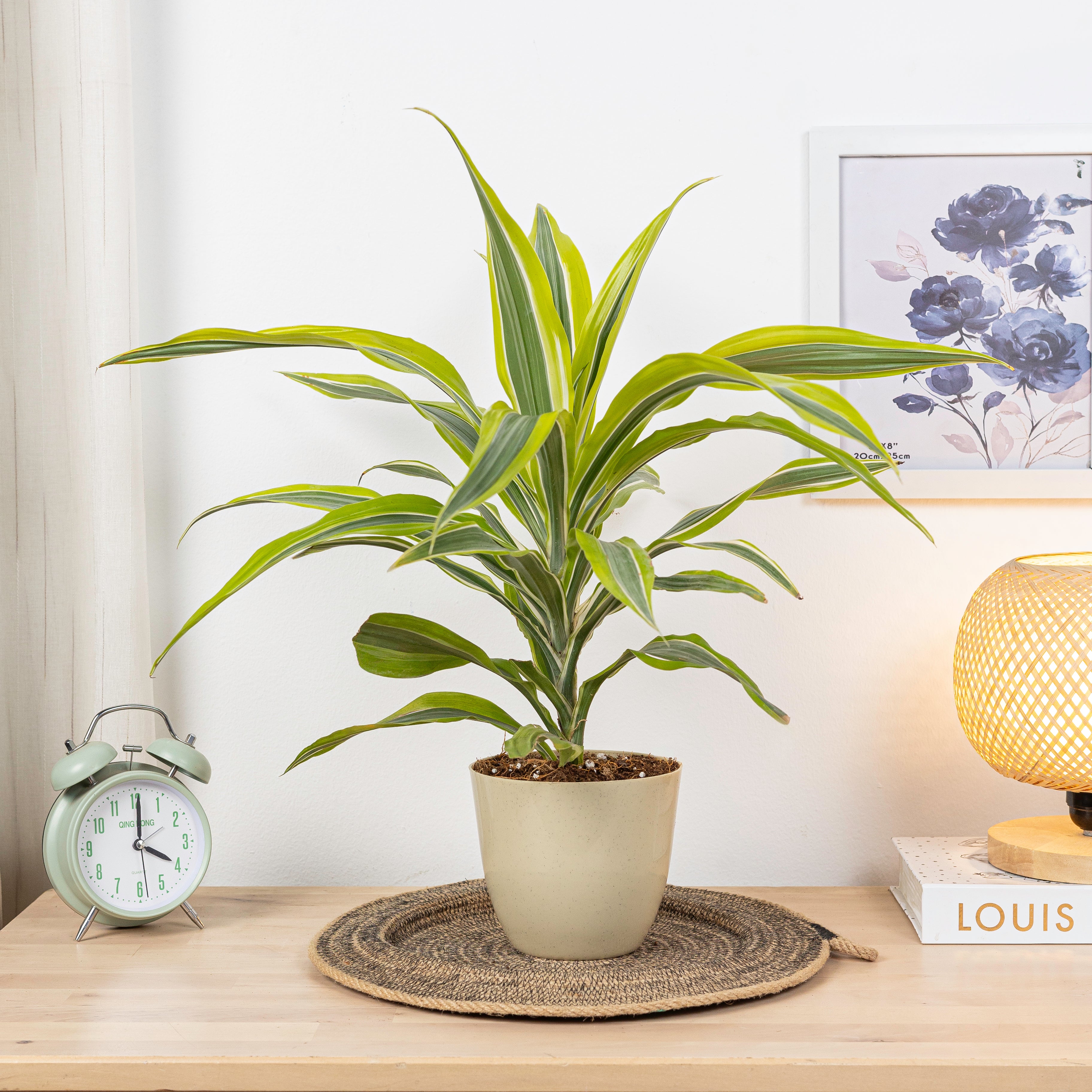 DRACENA LEMON