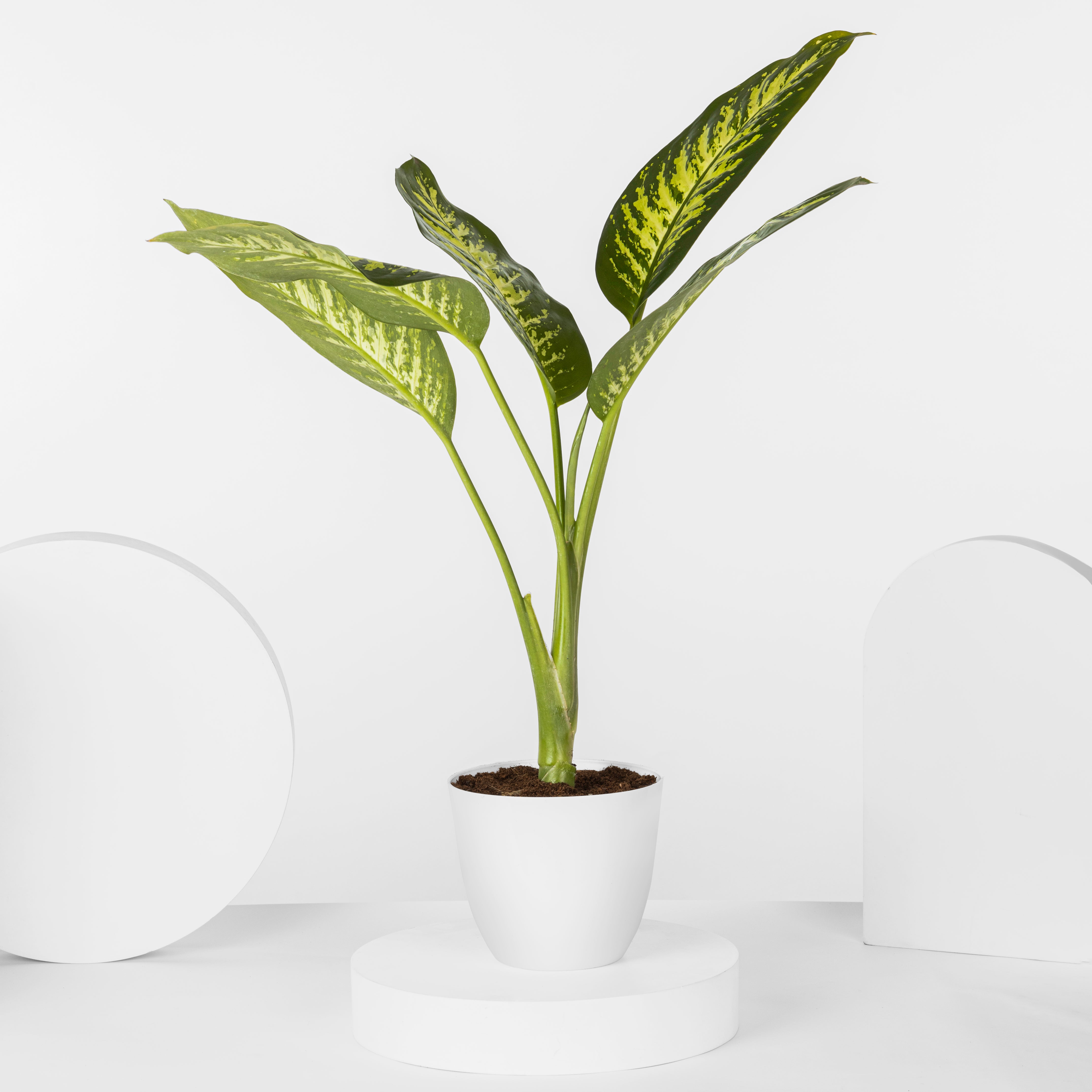 DIEFFENBACHIA - plantophobia