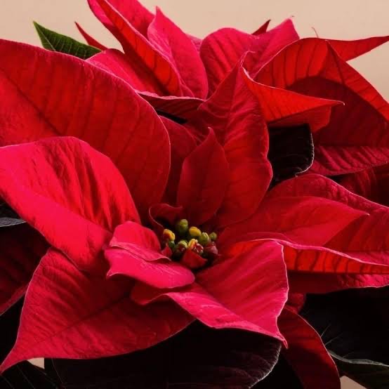 POINSETTIA - plantophobia