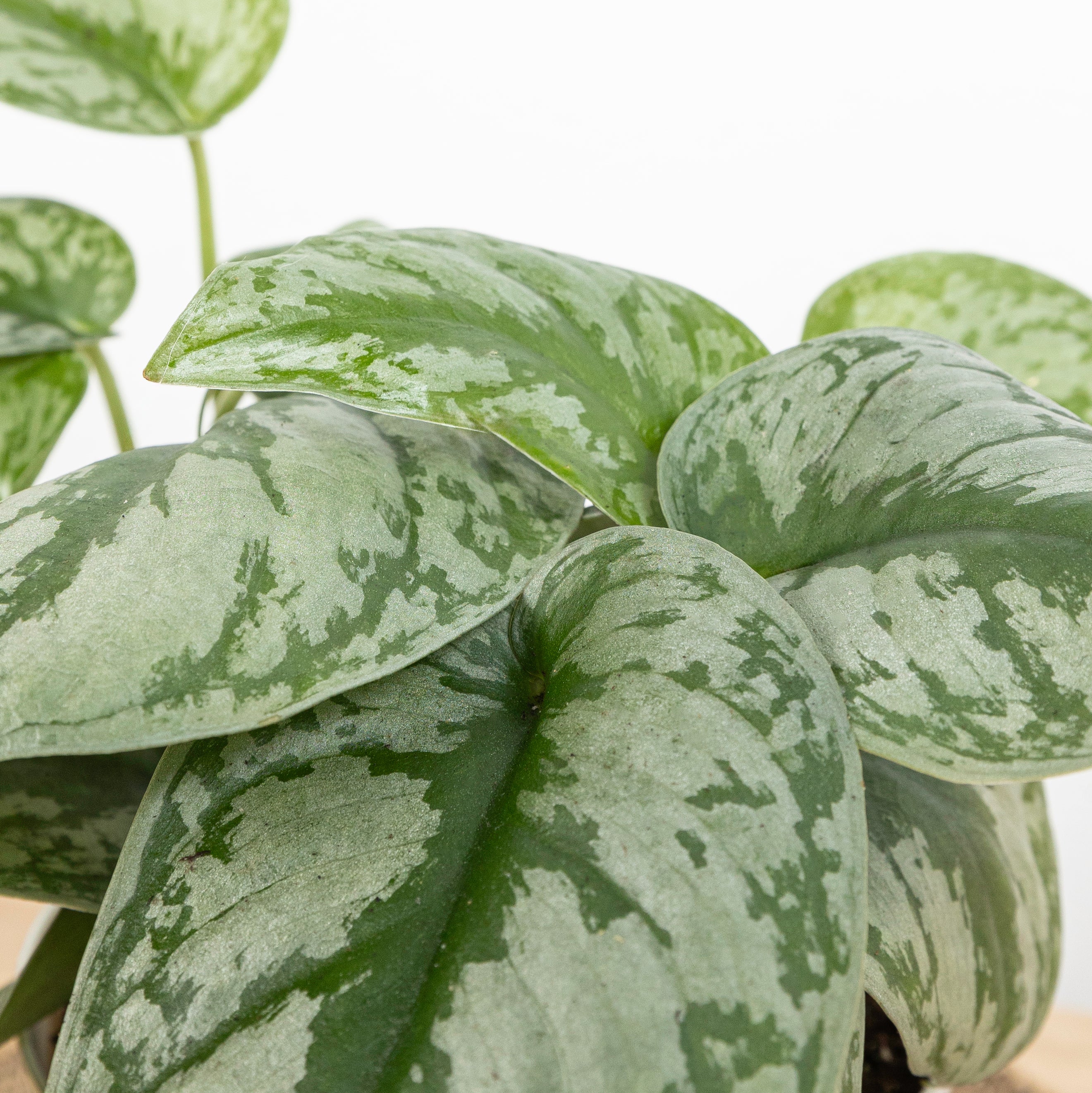 SILVER POTHOS