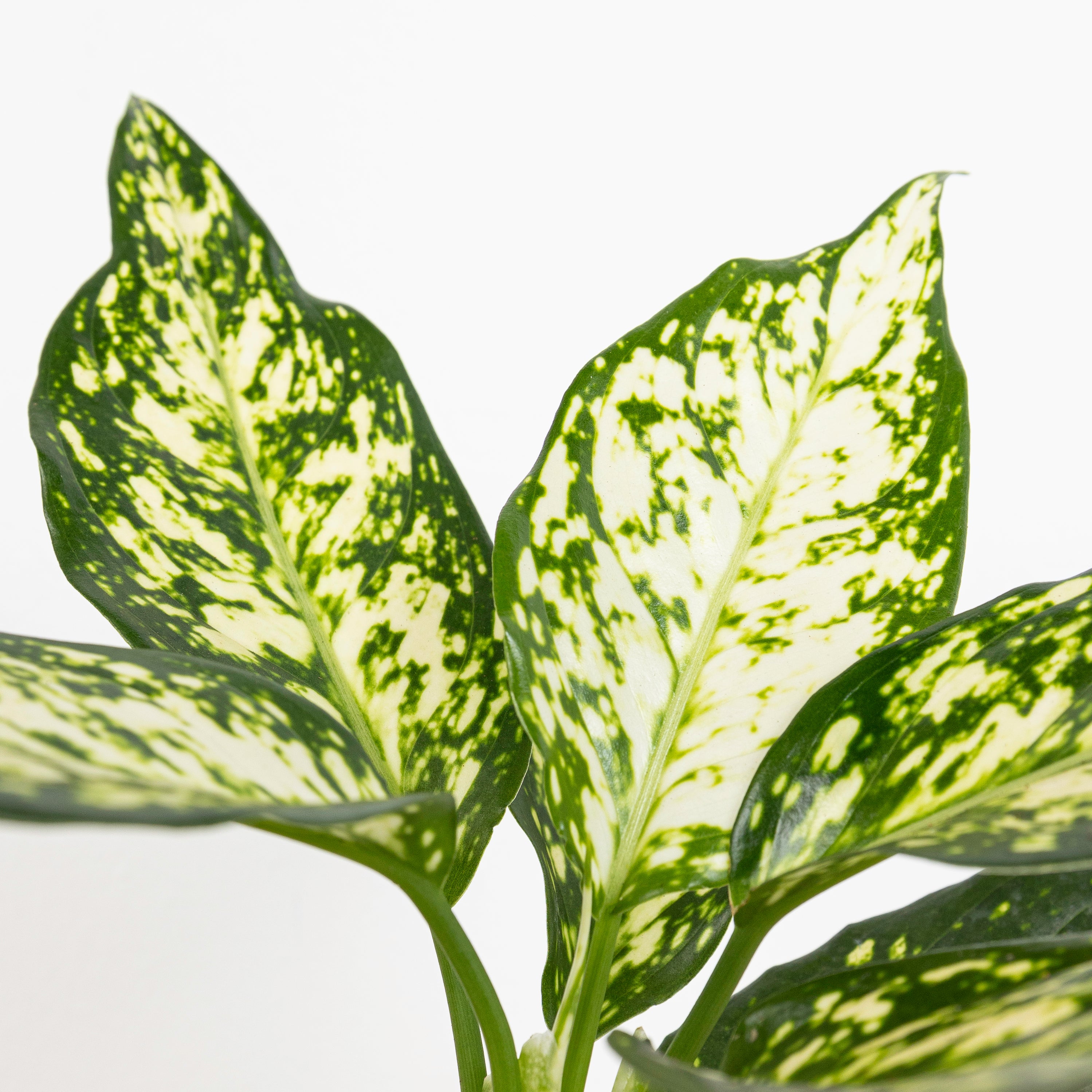 DEFFENBACHIA WHITE - plantophobia