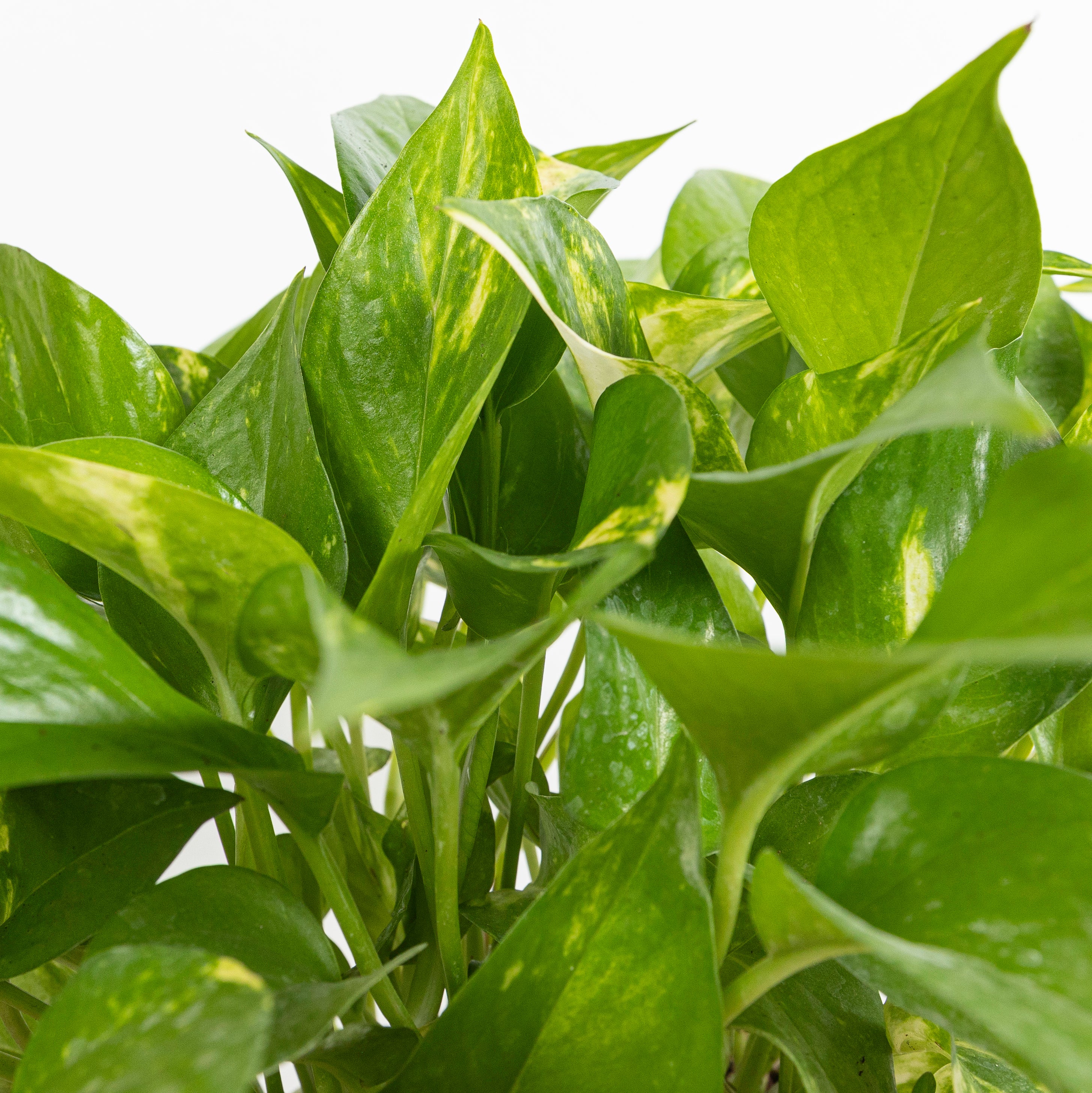 GOLDEN POTHOS - plantophobia