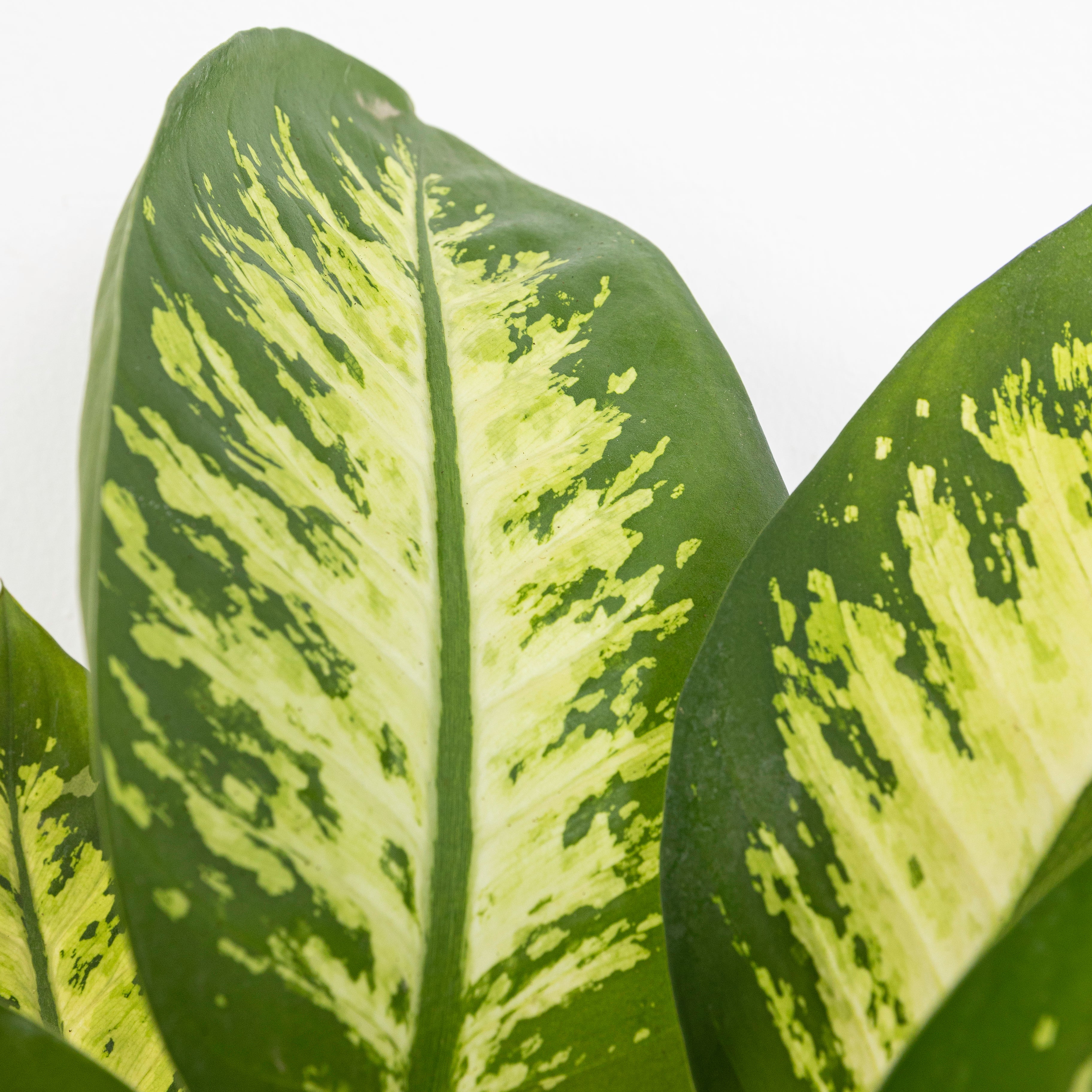 DIEFFENBACHIA - plantophobia